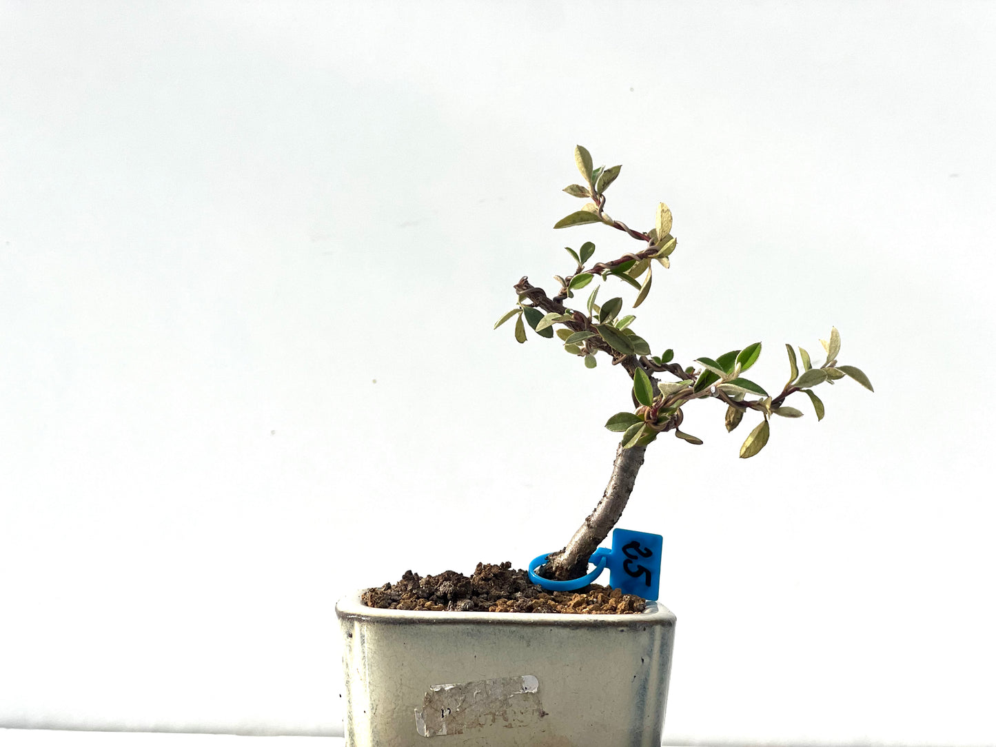 Cotoneaster Franchetti 2285