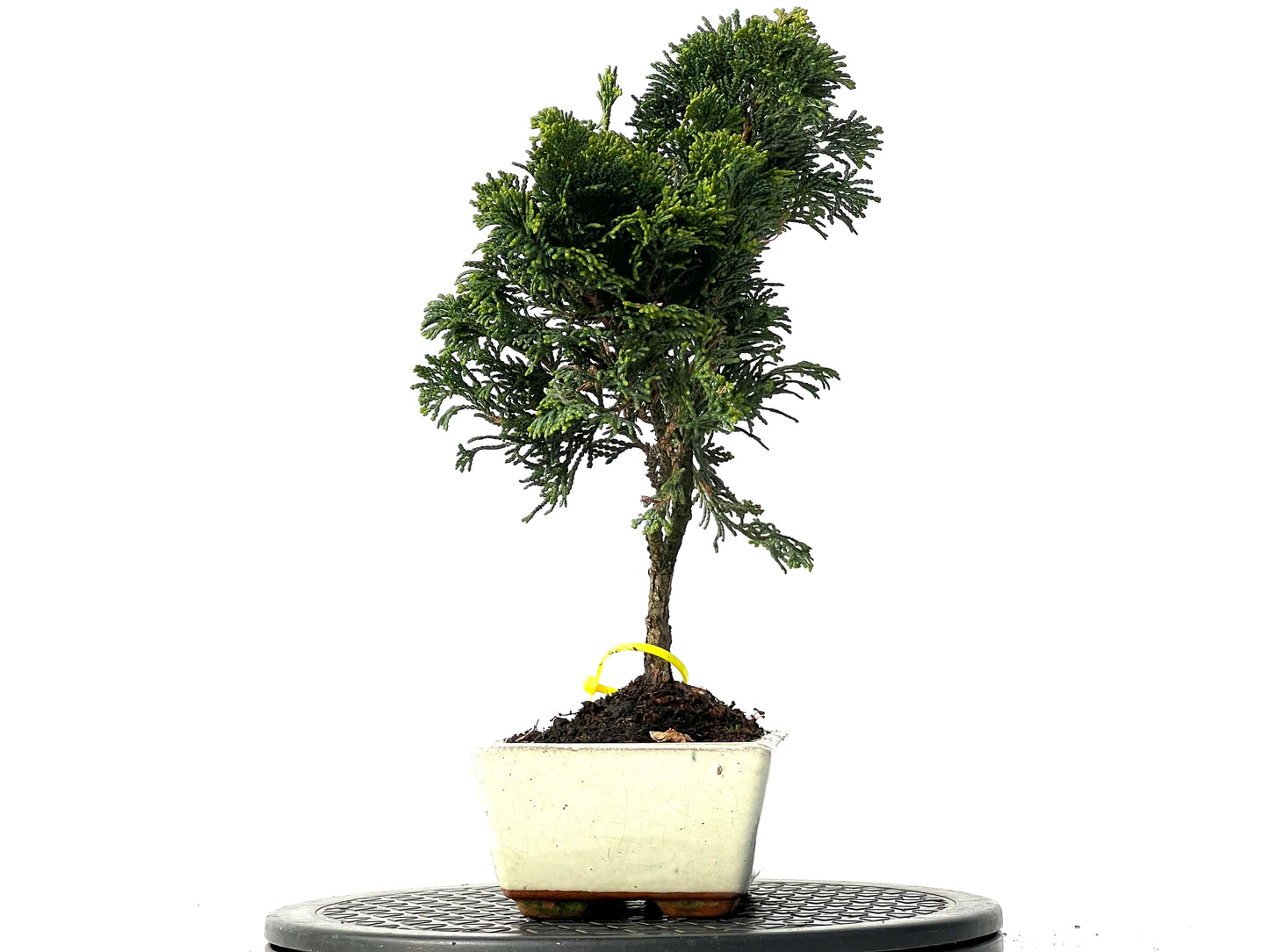 Chamaecyparis Obtusa Nana 3845