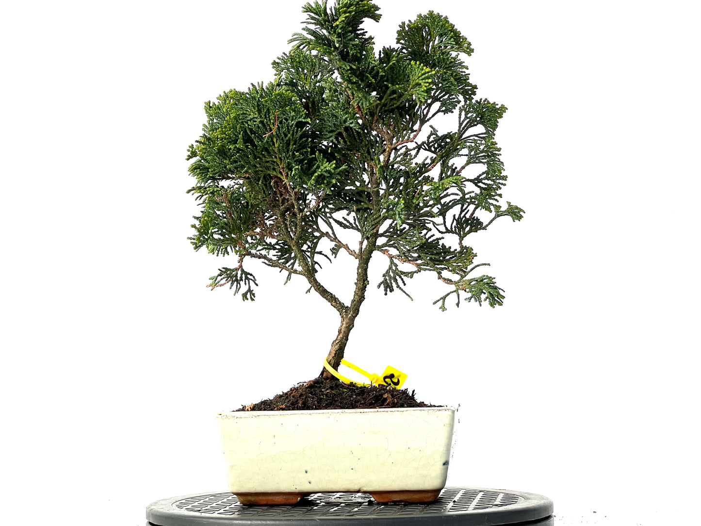 Chamaecyparis Obtusa Nana 3845