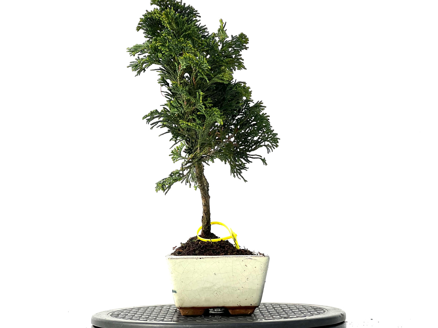 Chamaecyparis Obtusa Nana 3845