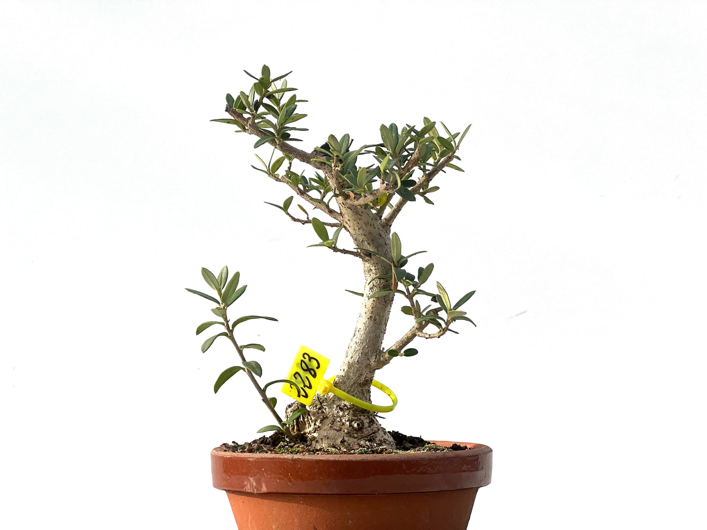 Olea Europaea Sylvestris 2283