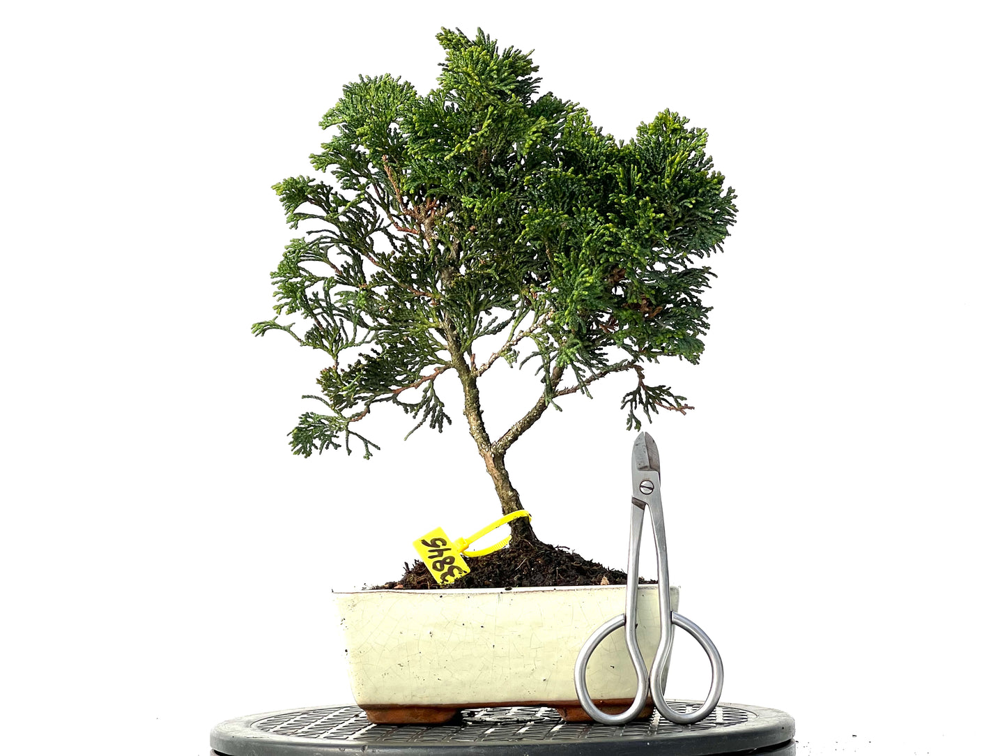 Chamaecyparis Obtusa Nana 3845