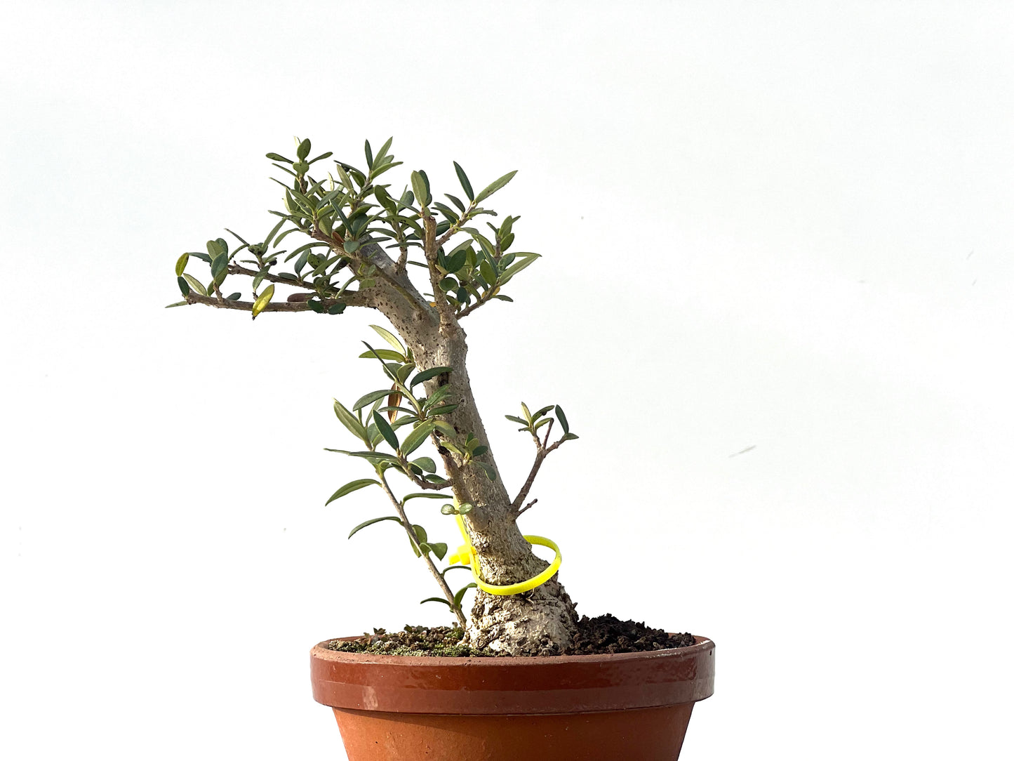 Olea Europaea Sylvestris 2283