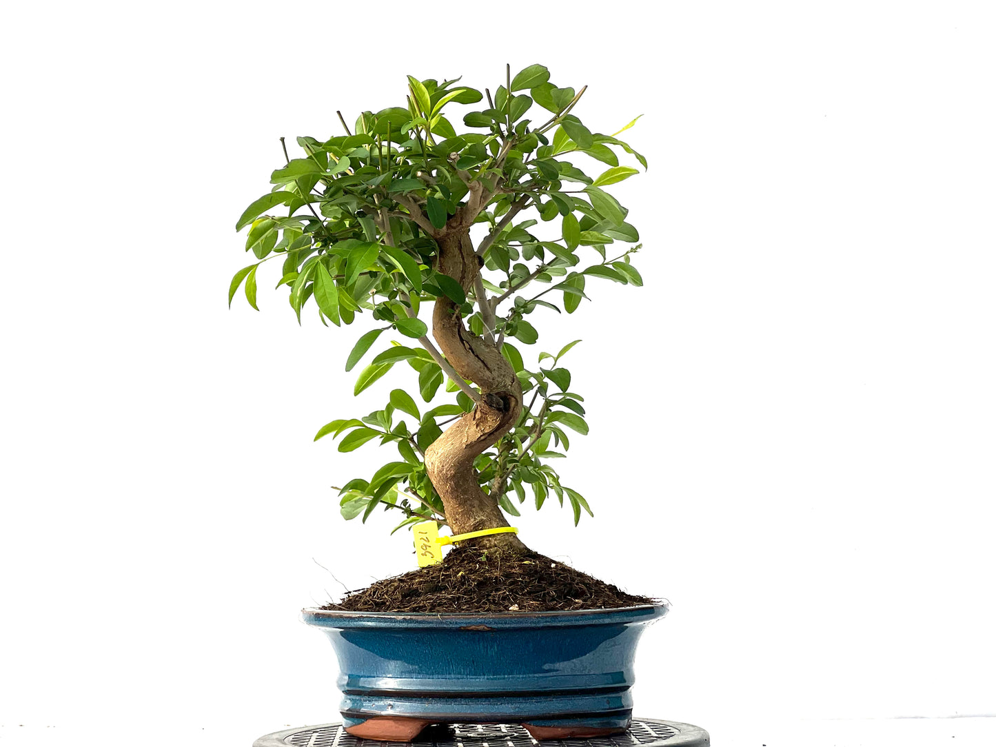 Ligustrum 3921