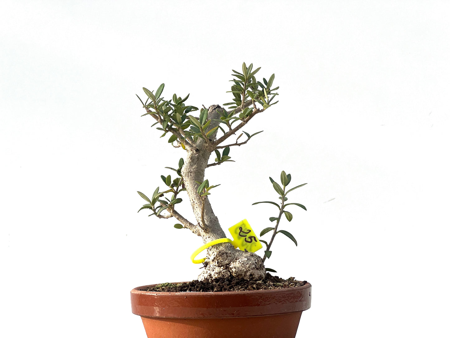 Olea Europaea Sylvestris 2283