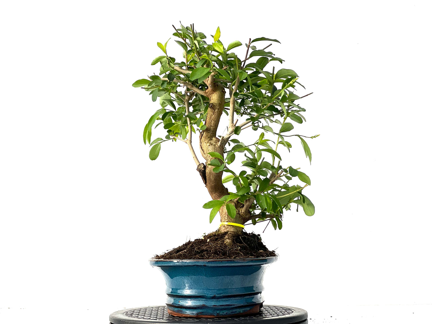 Ligustrum 3921
