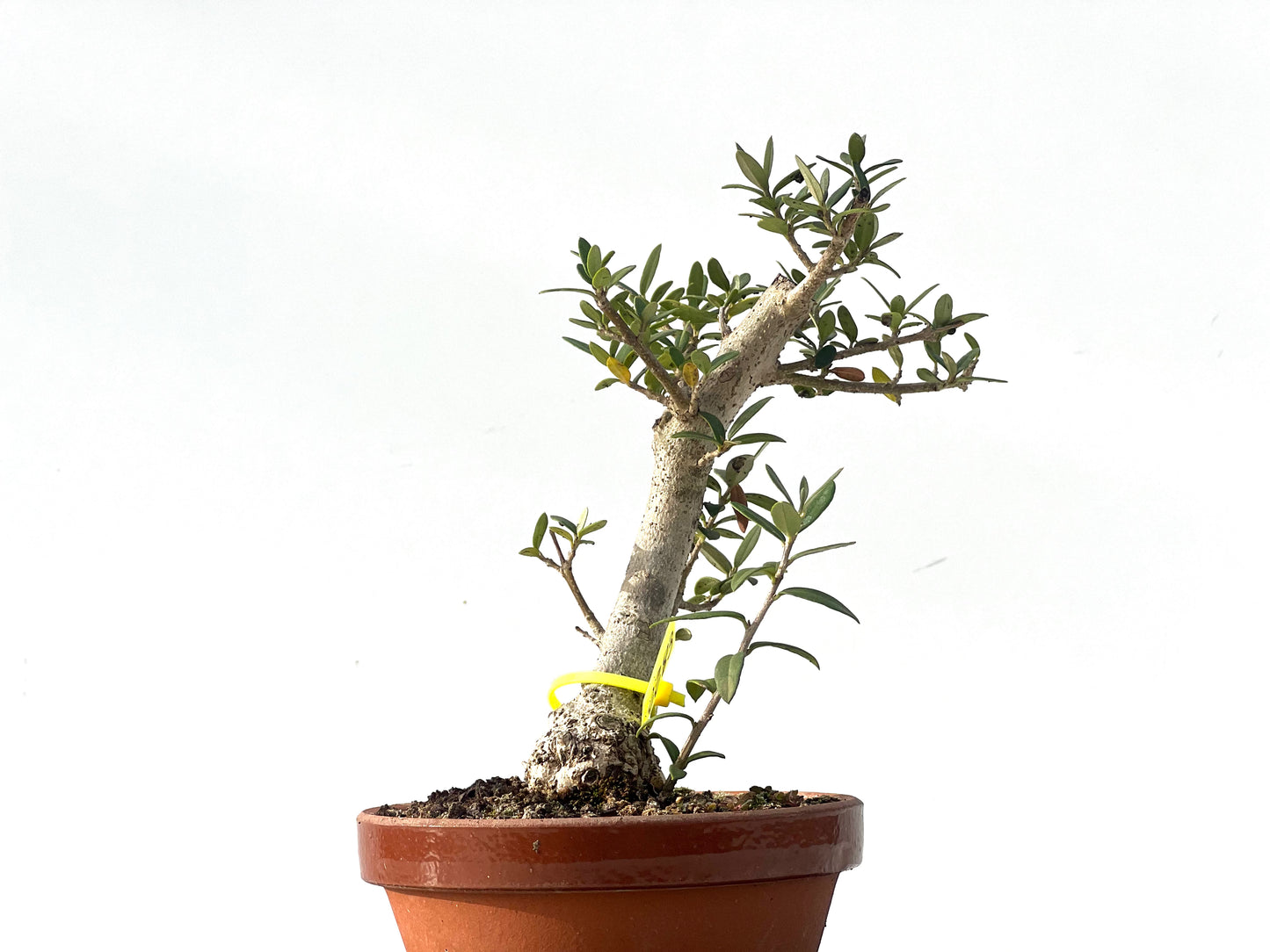 Olea Europaea Sylvestris 2283