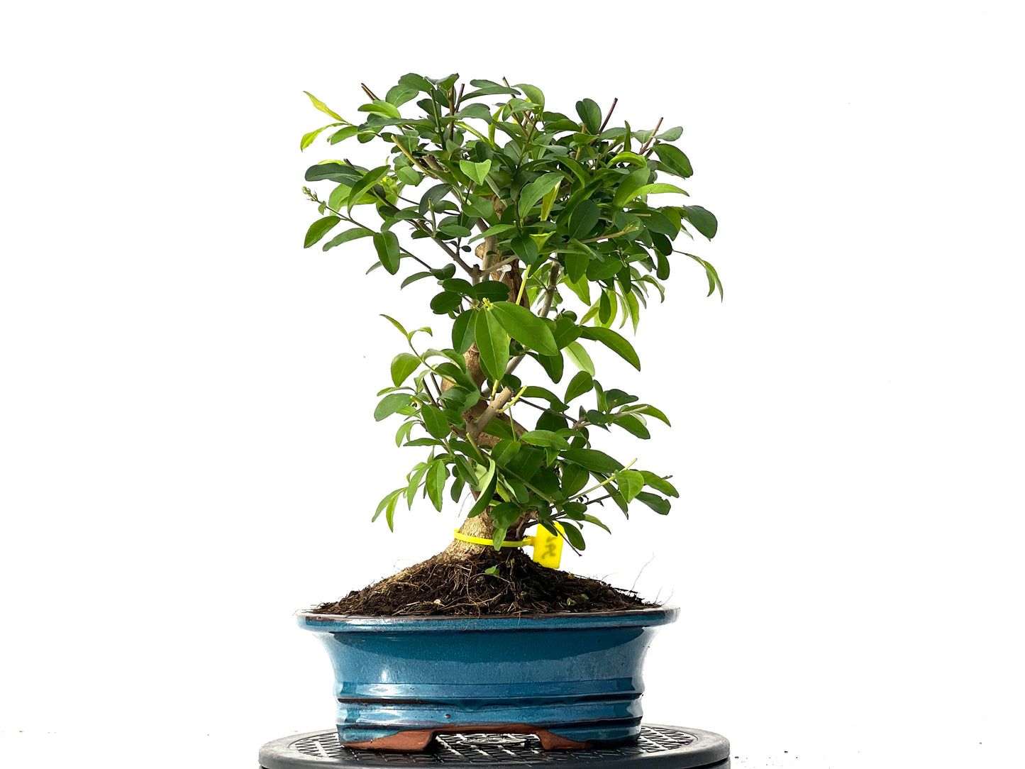 Ligustrum 3921