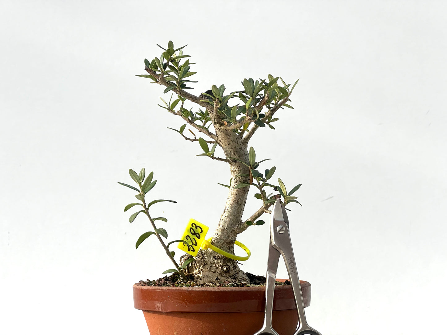 Olea Europaea Sylvestris 2283