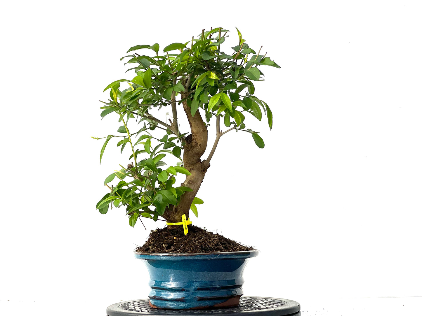 Ligustrum 3921