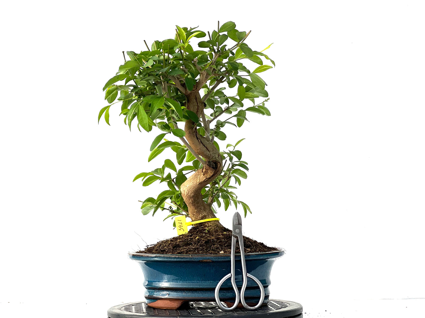 Ligustrum 3921