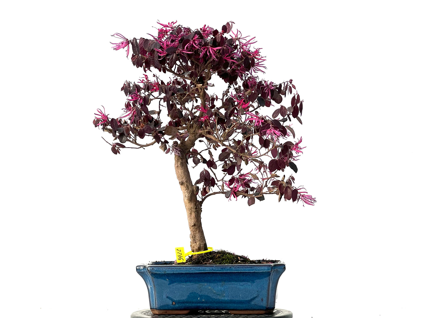 Loropetalum 3922