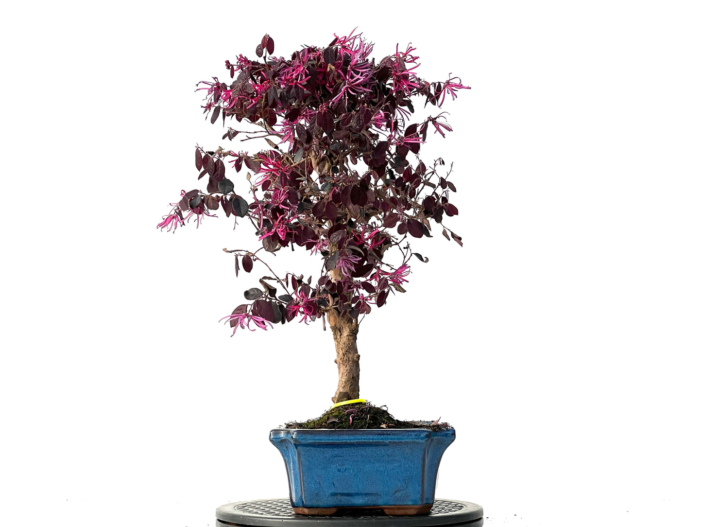 Loropetalum 3922