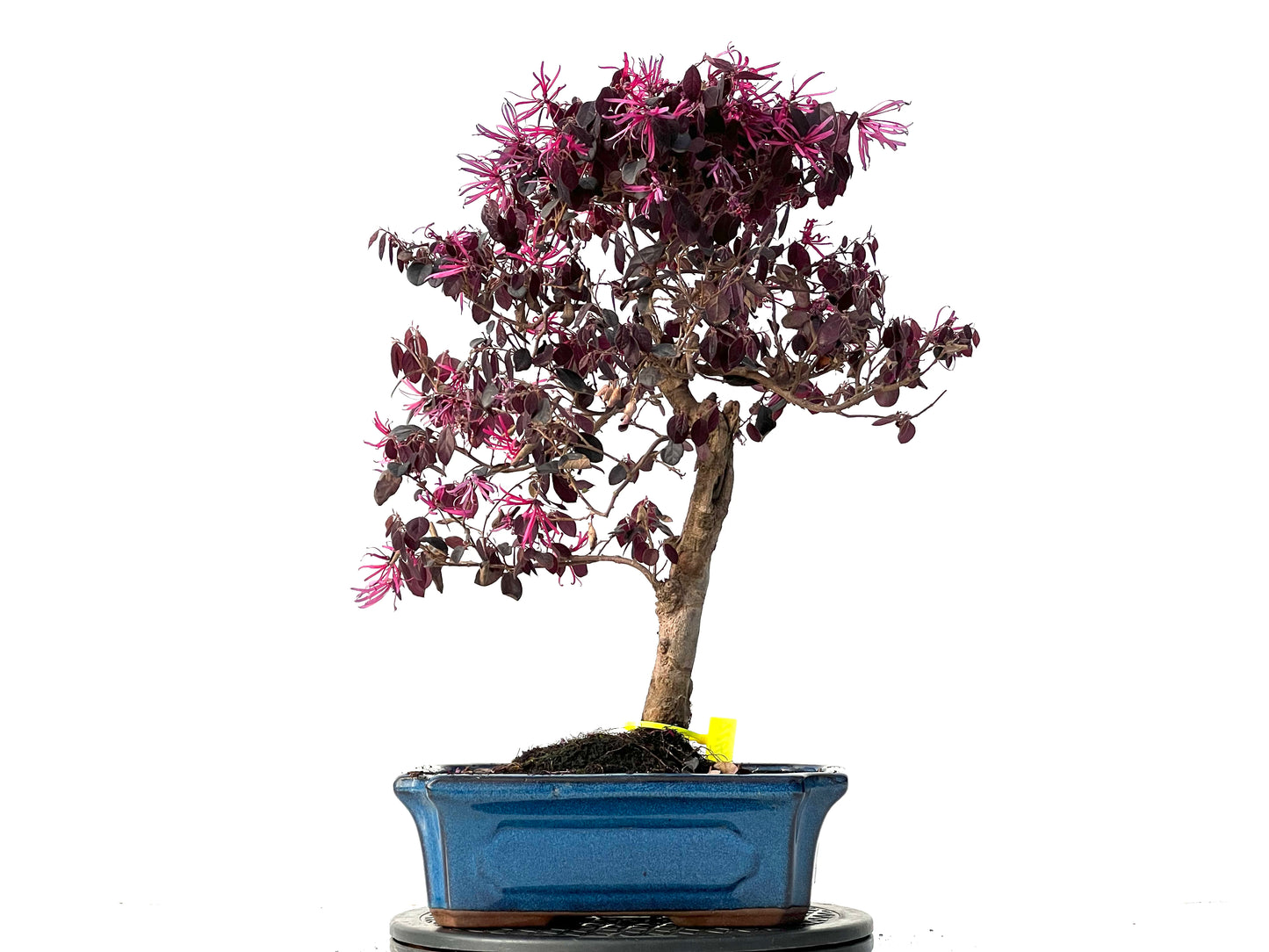 Loropetalum 3922