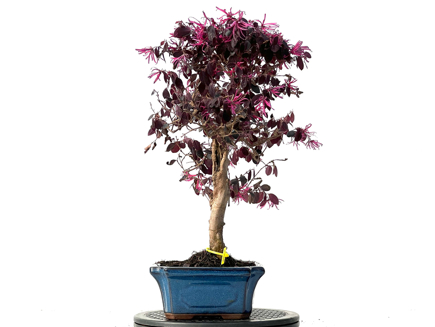 Loropetalum 3922
