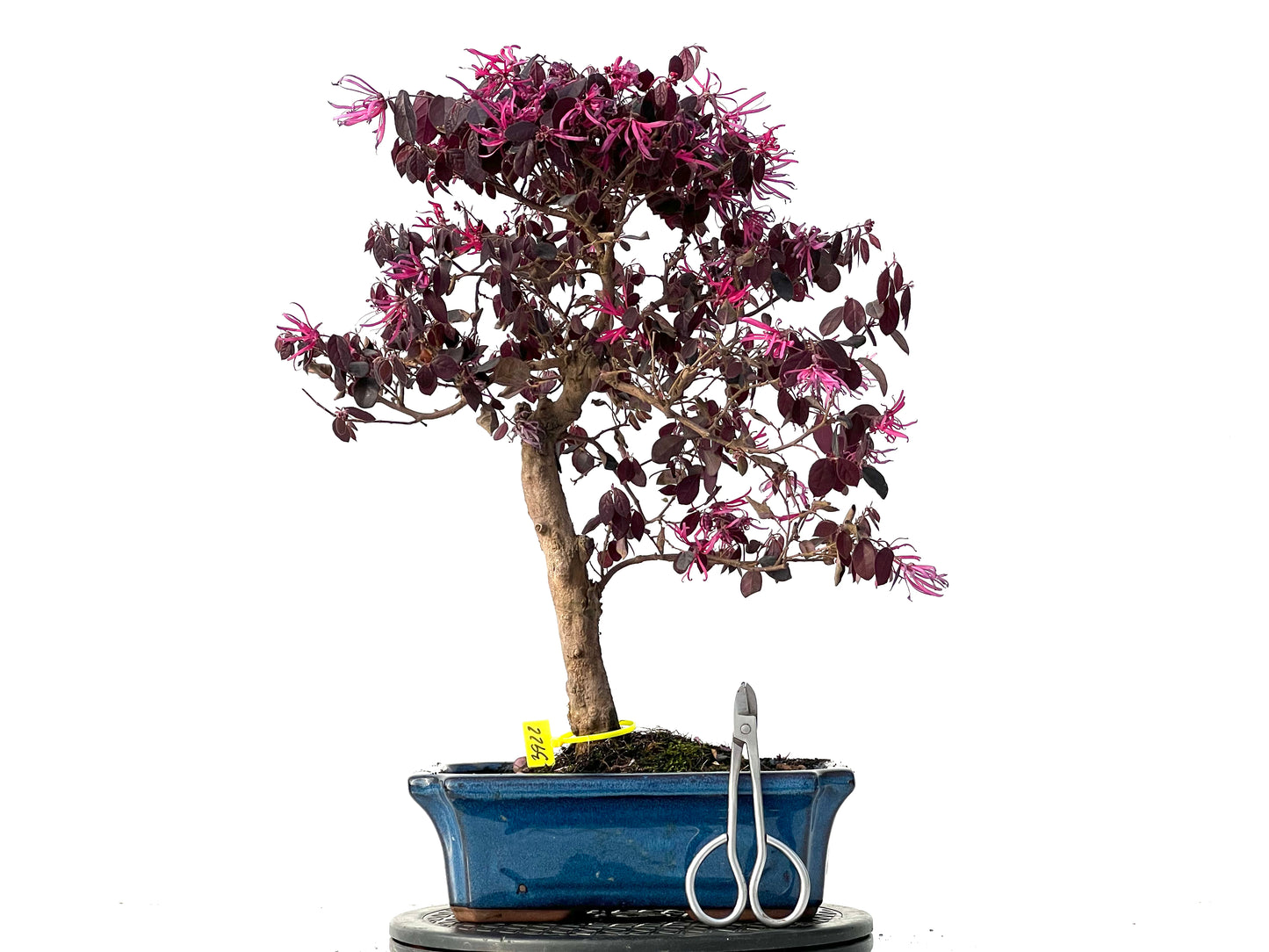 Loropetalum 3922