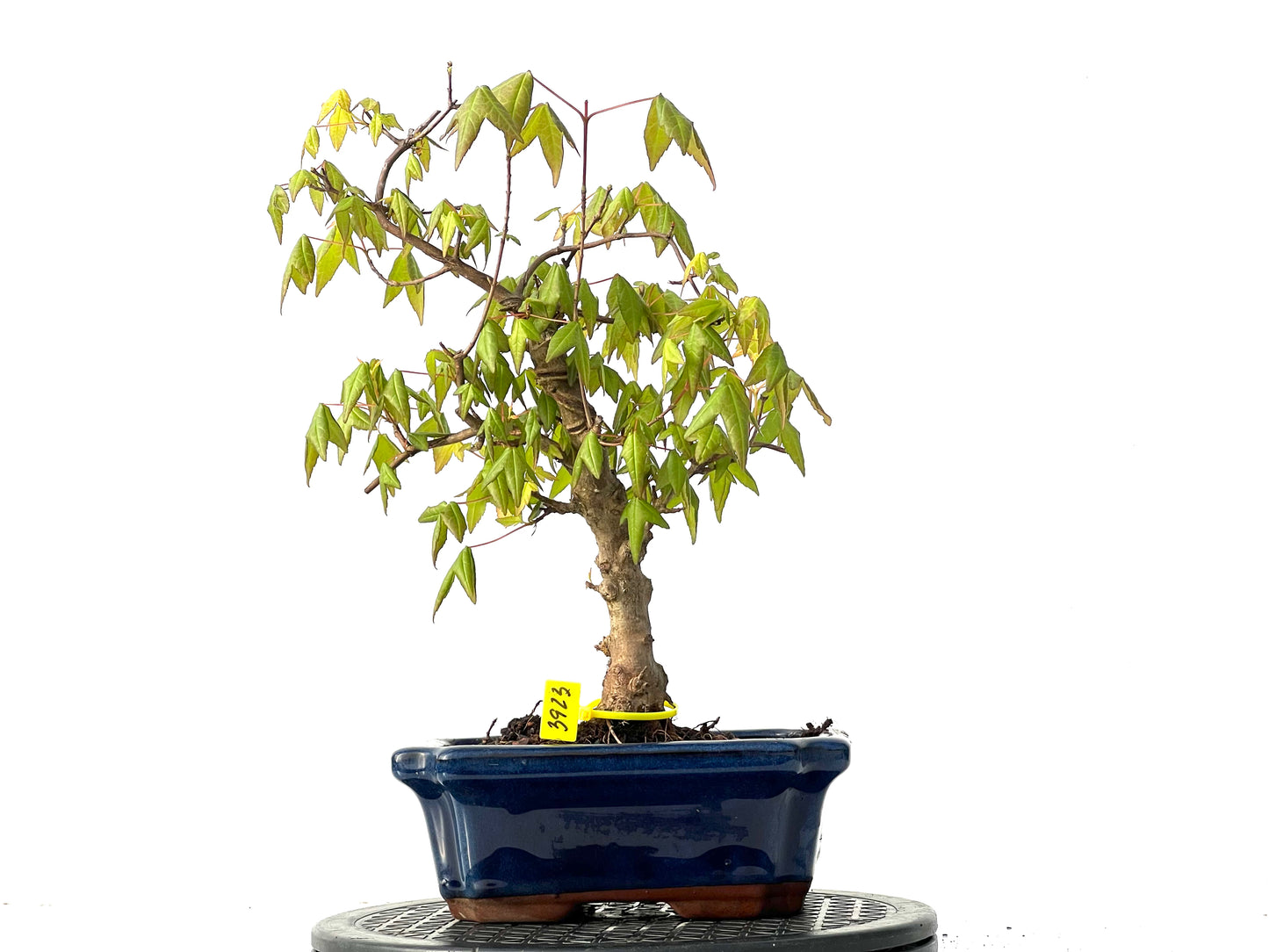 Acer Burgerianum 3923