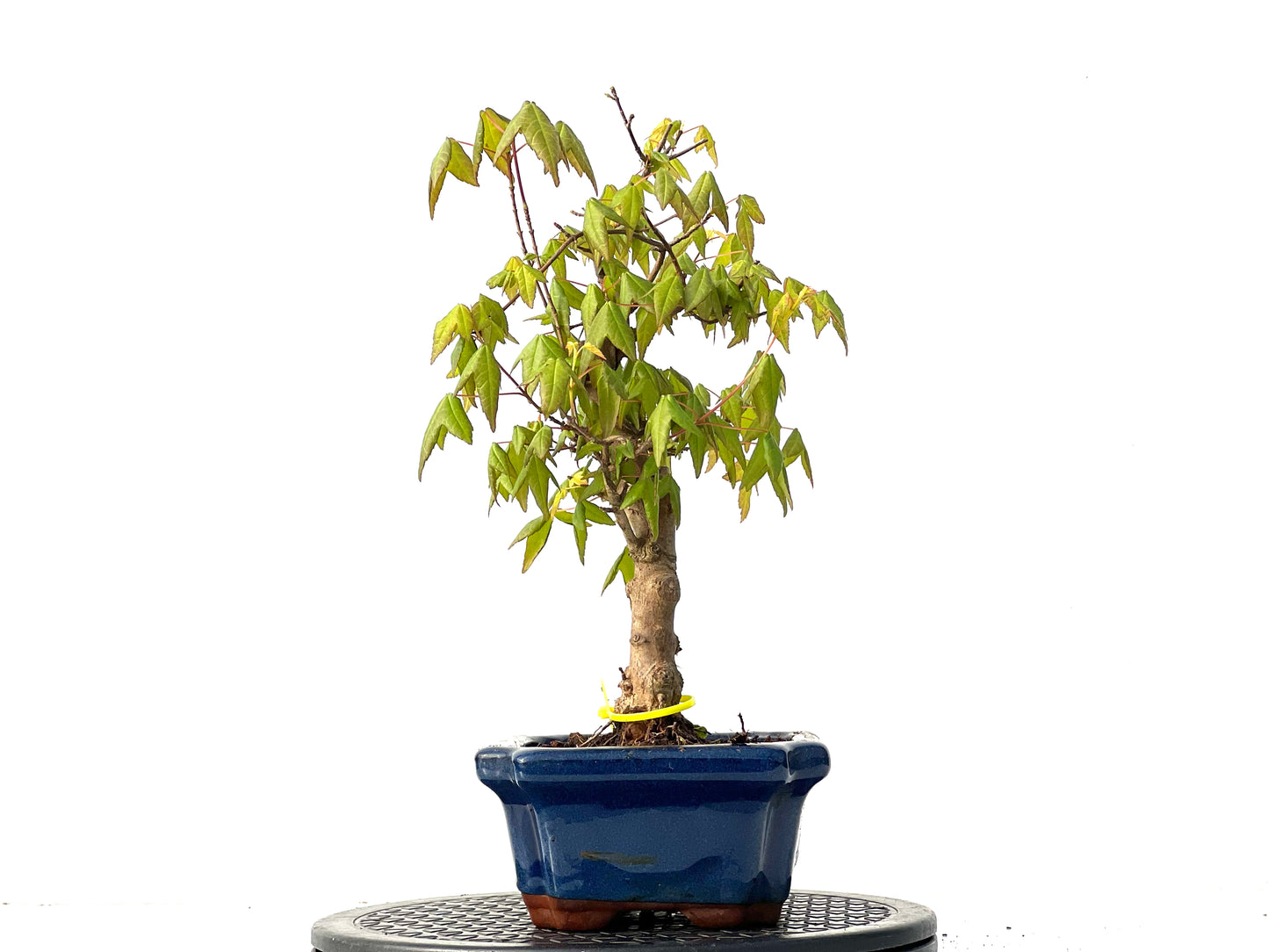 Acer Burgerianum 3923