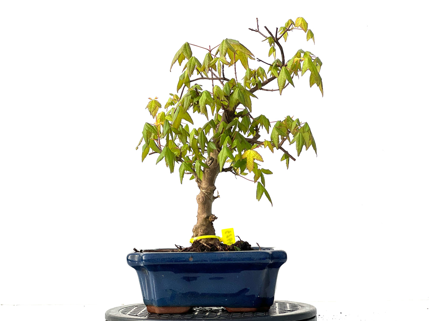 Acer Burgerianum 3923