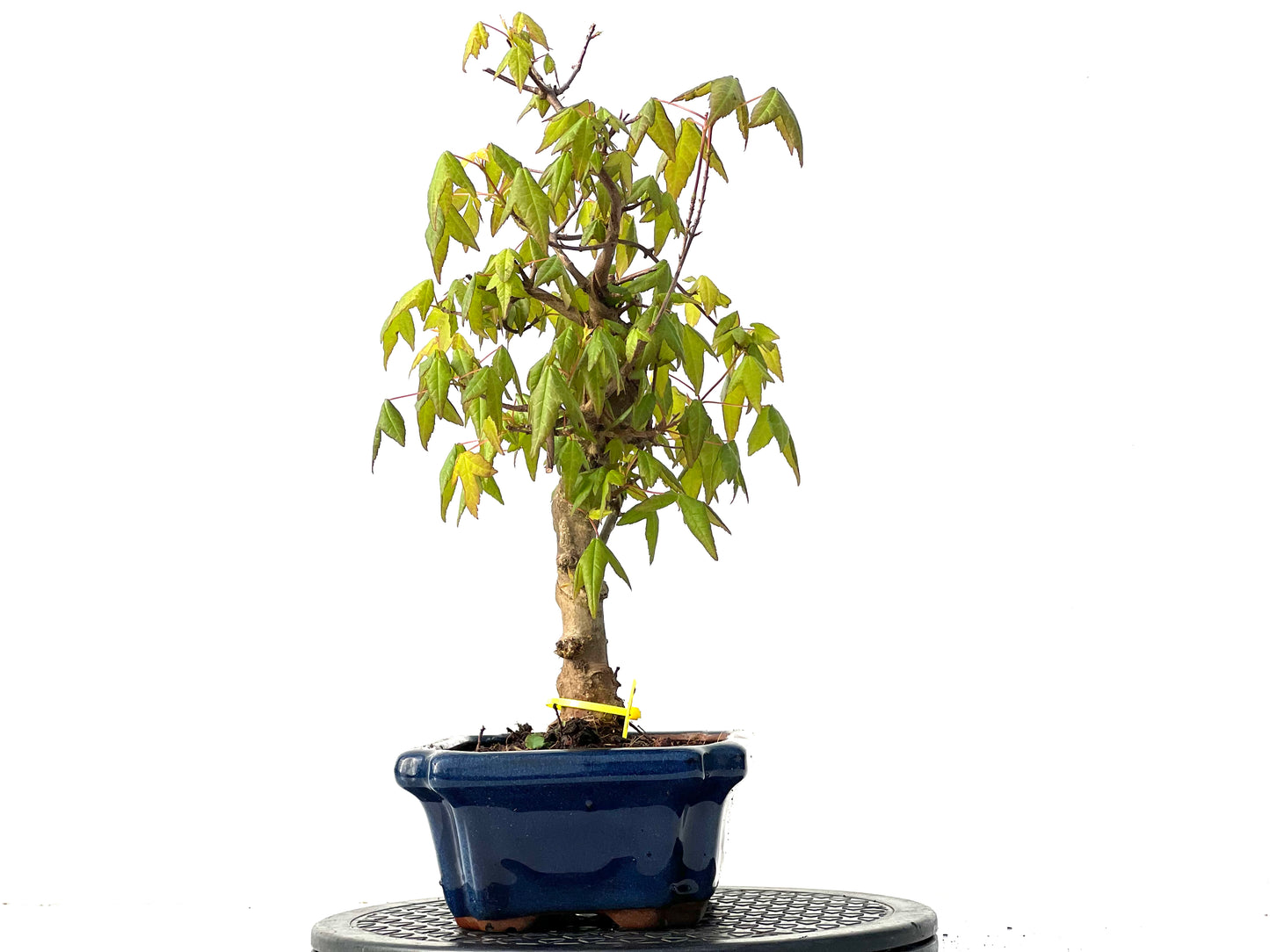Acer Burgerianum 3923
