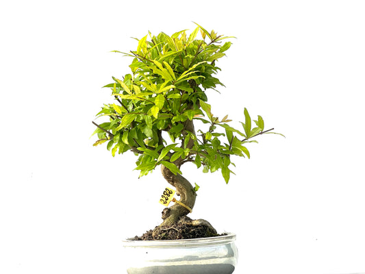 Punica Granatum Nejikan 2282
