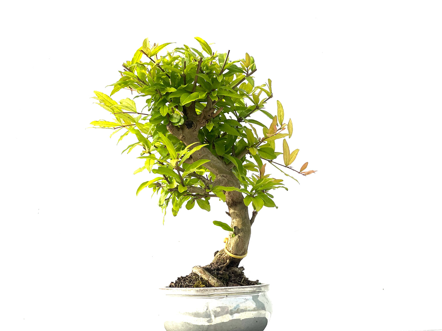 Punica Granatum Nejikan 2282
