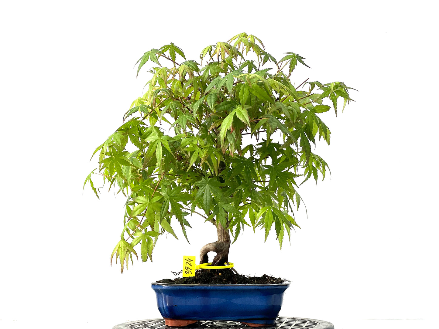 Acer Palmatum 3924