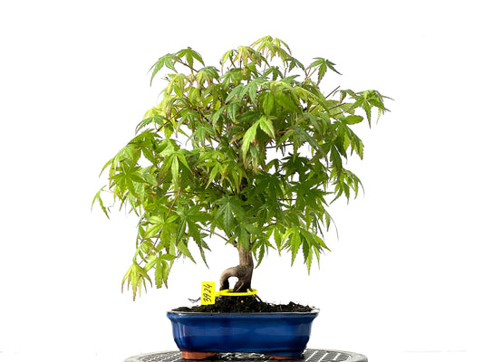Acer Palmatum 3924