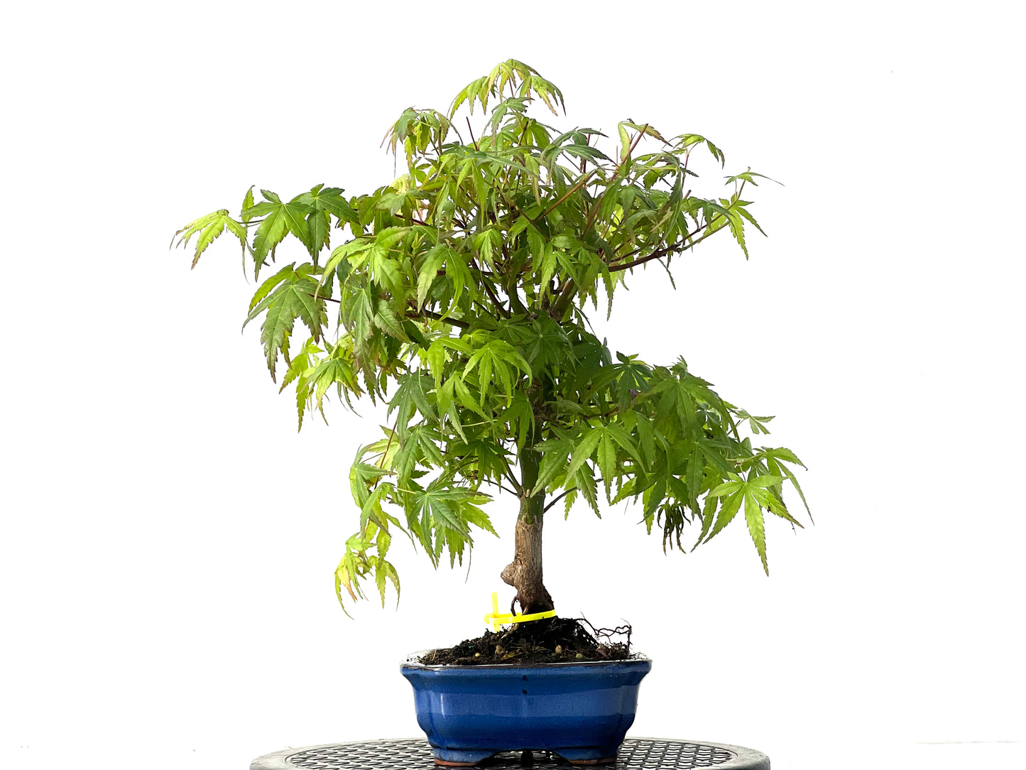 Acer Palmatum 3924
