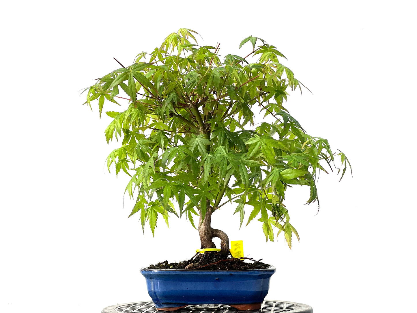 Acer Palmatum 3924