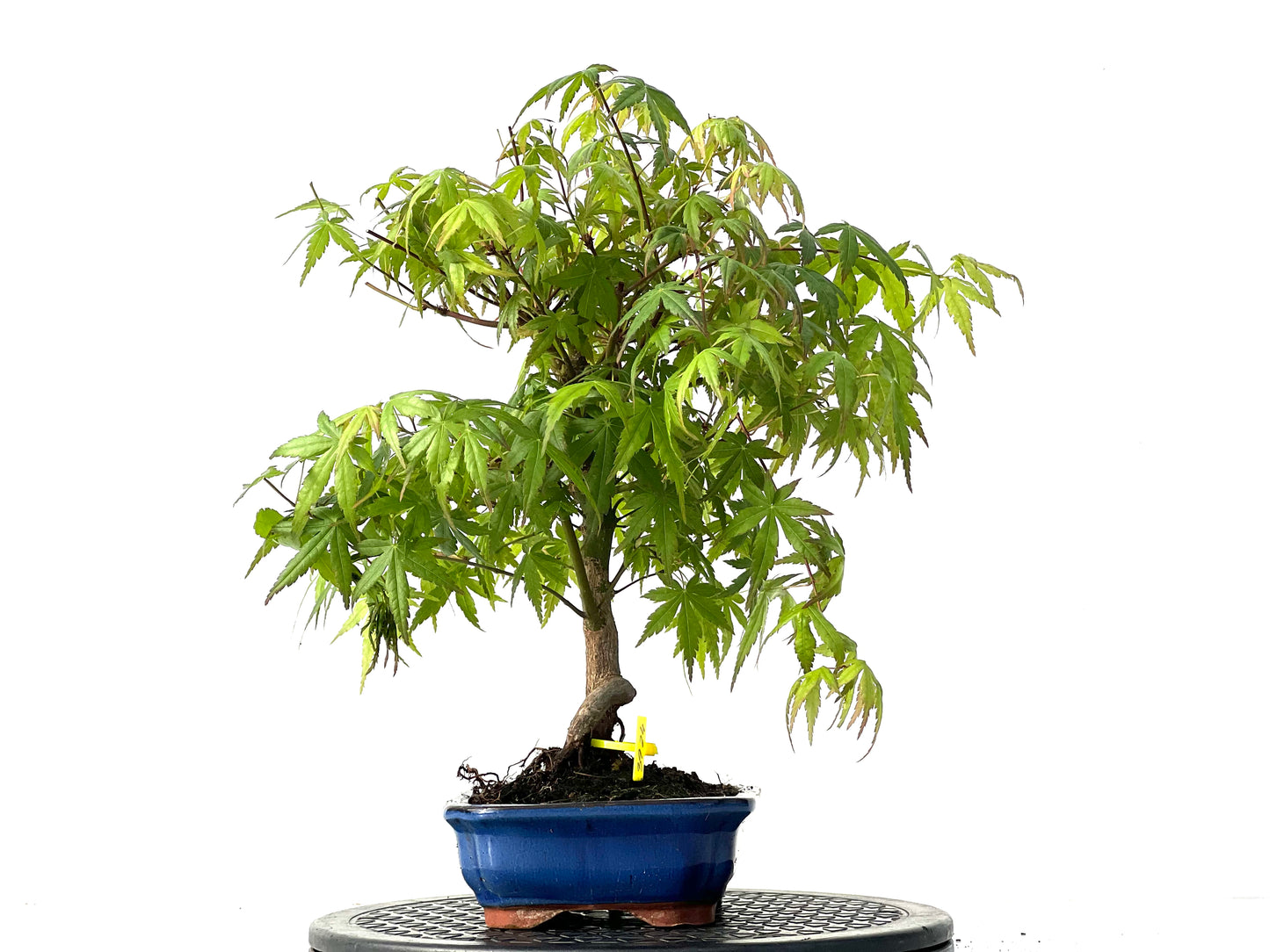 Acer Palmatum 3924