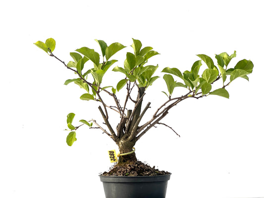 Celastrum Orbiculatus 2280