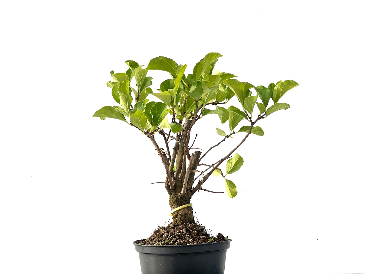 Celastrum Orbiculatus 2280