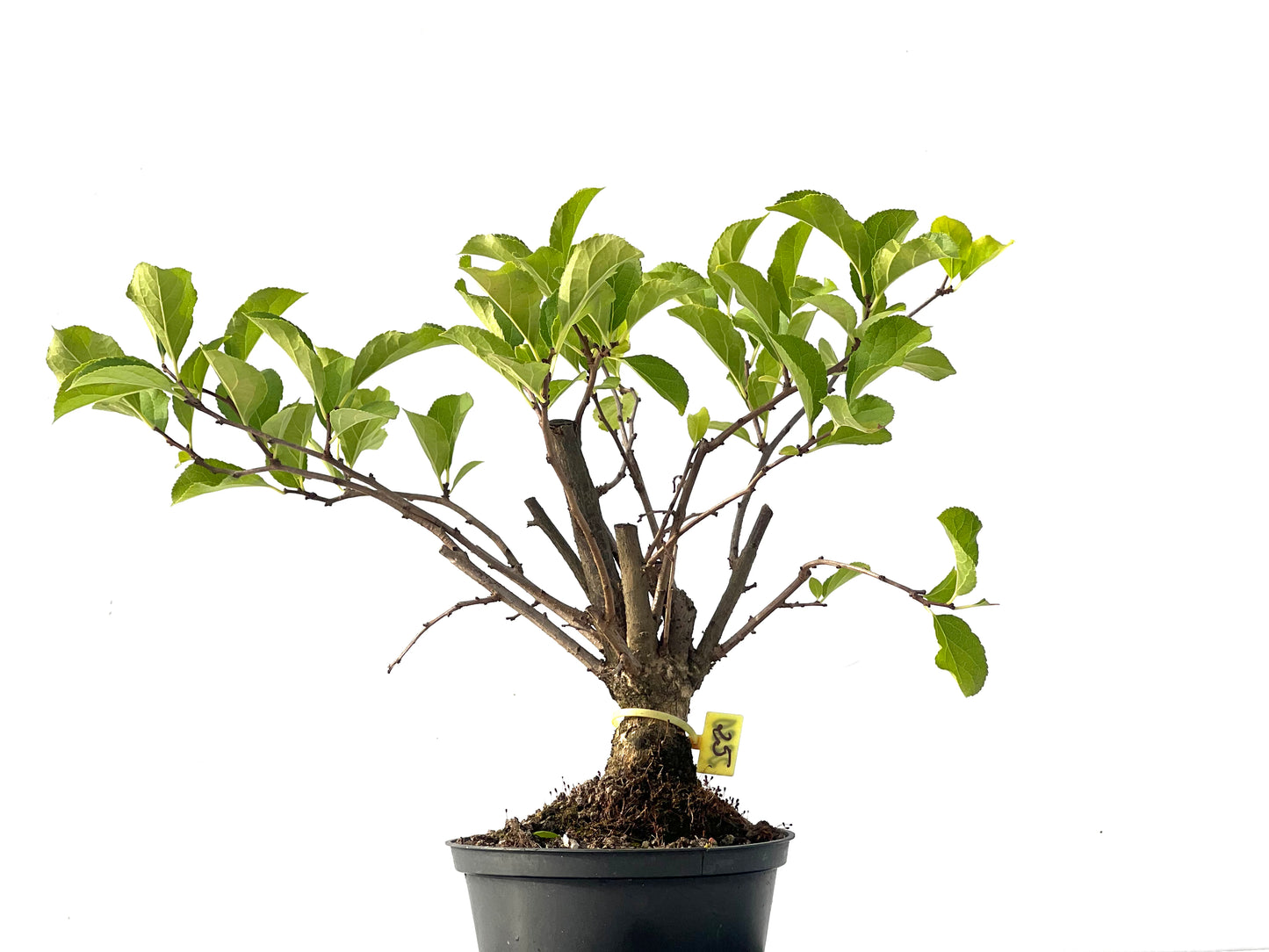 Celastrum Orbiculatus 2280