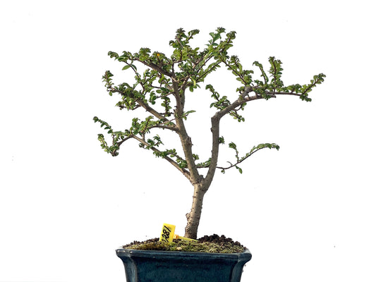 Ulmus Parvifolia 2281