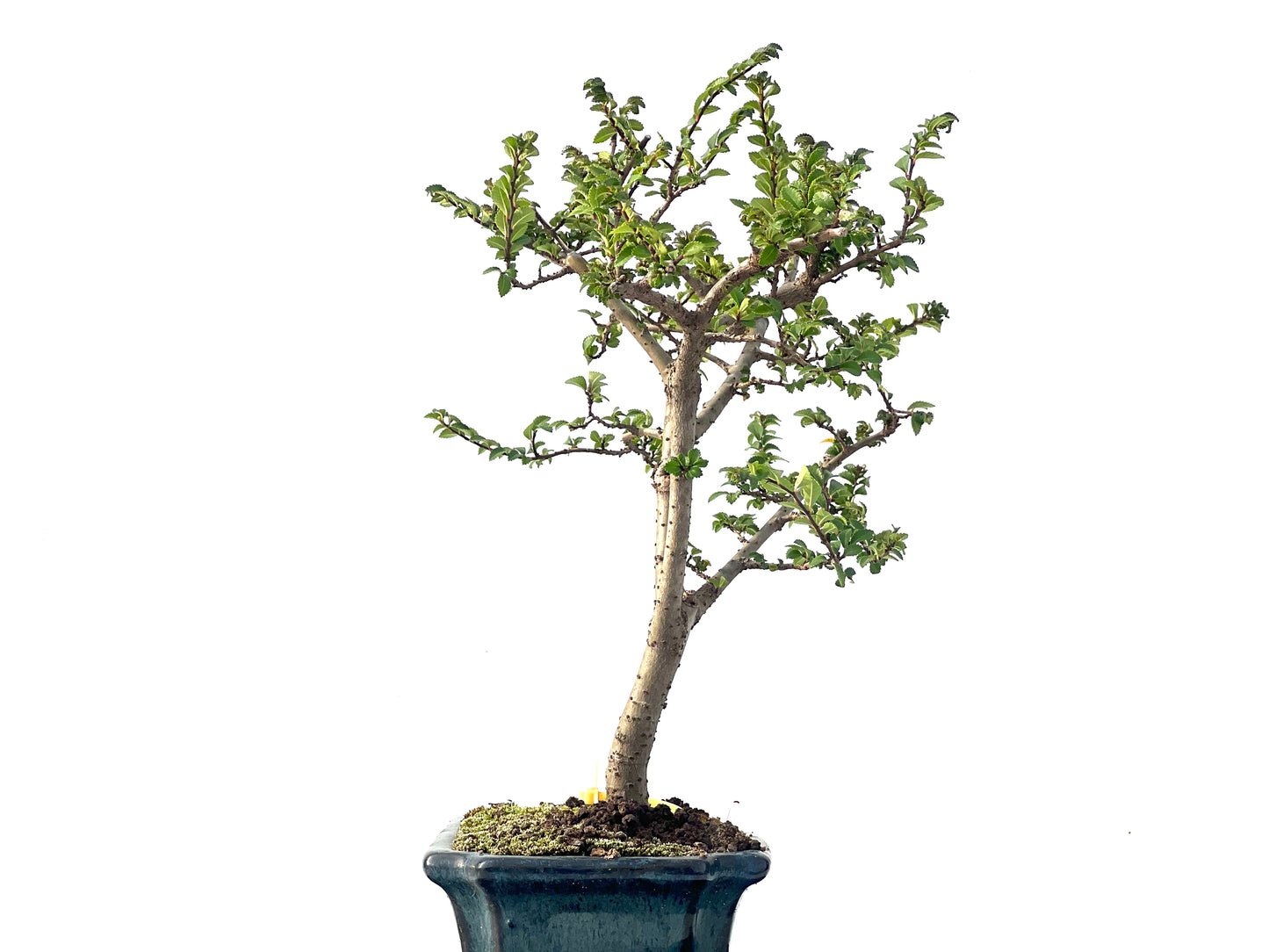 Ulmus Parvifolia 2281