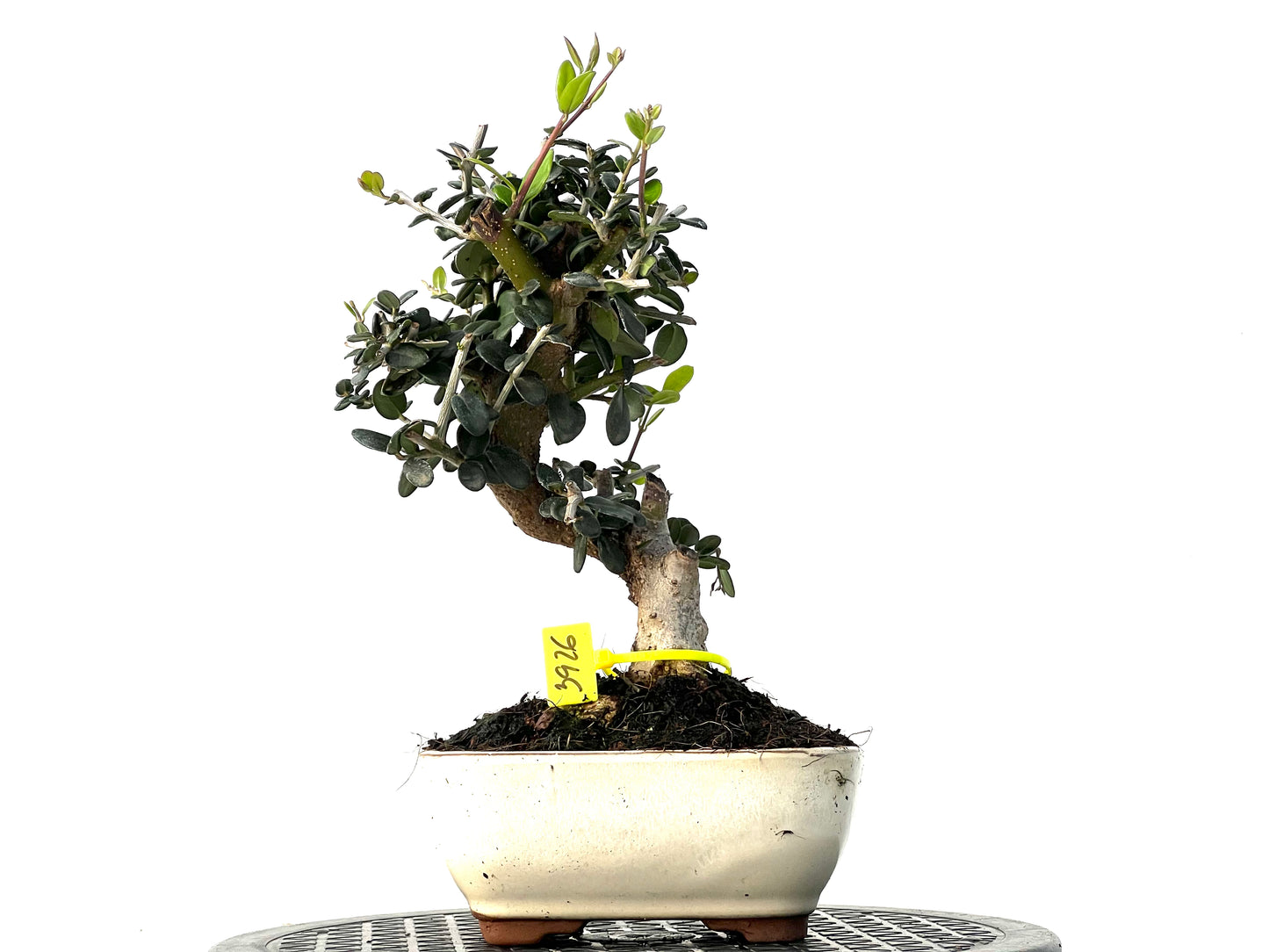 Olea Europaea Sylvestris 3926