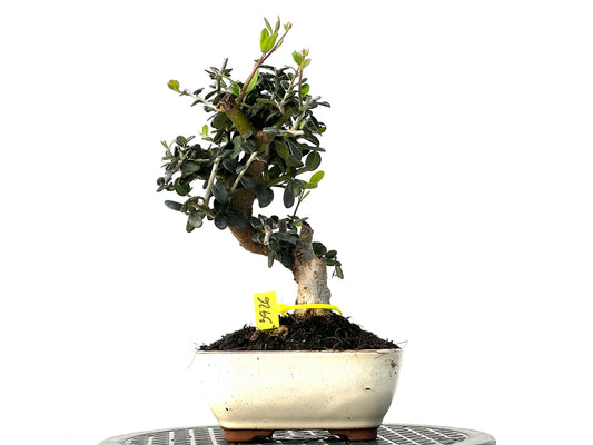 Olea Europaea Sylvestris 3926