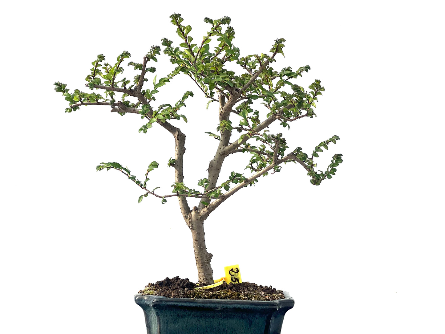 Ulmus Parvifolia 2281