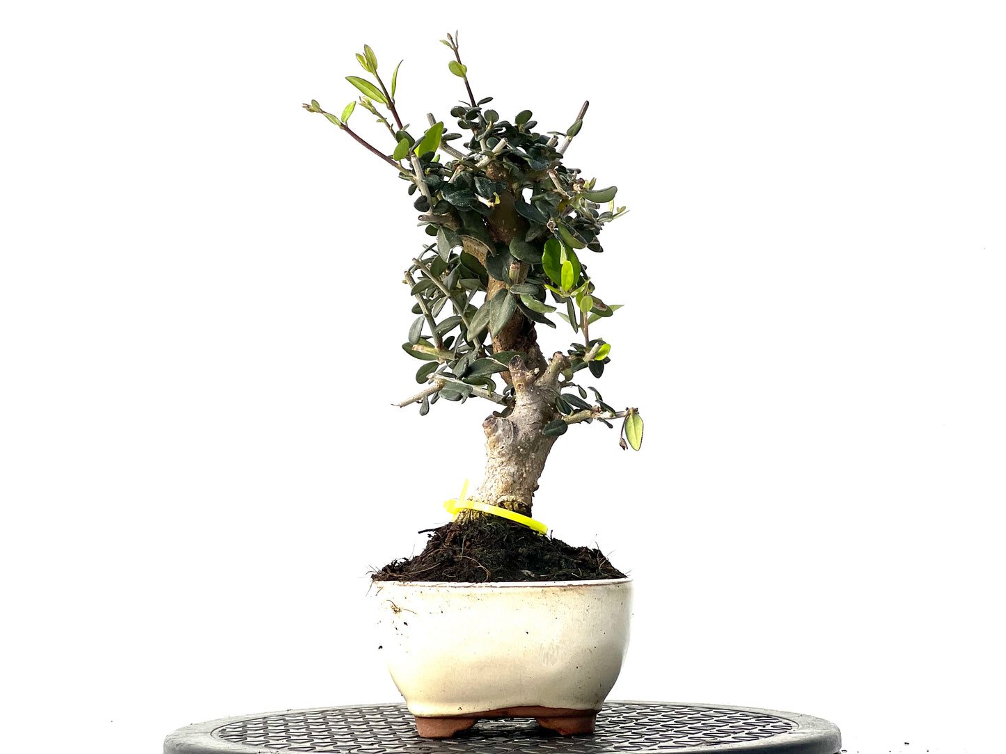 Olea Europaea Sylvestris 3926
