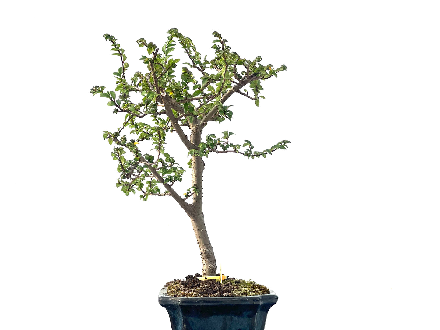 Ulmus Parvifolia 2281