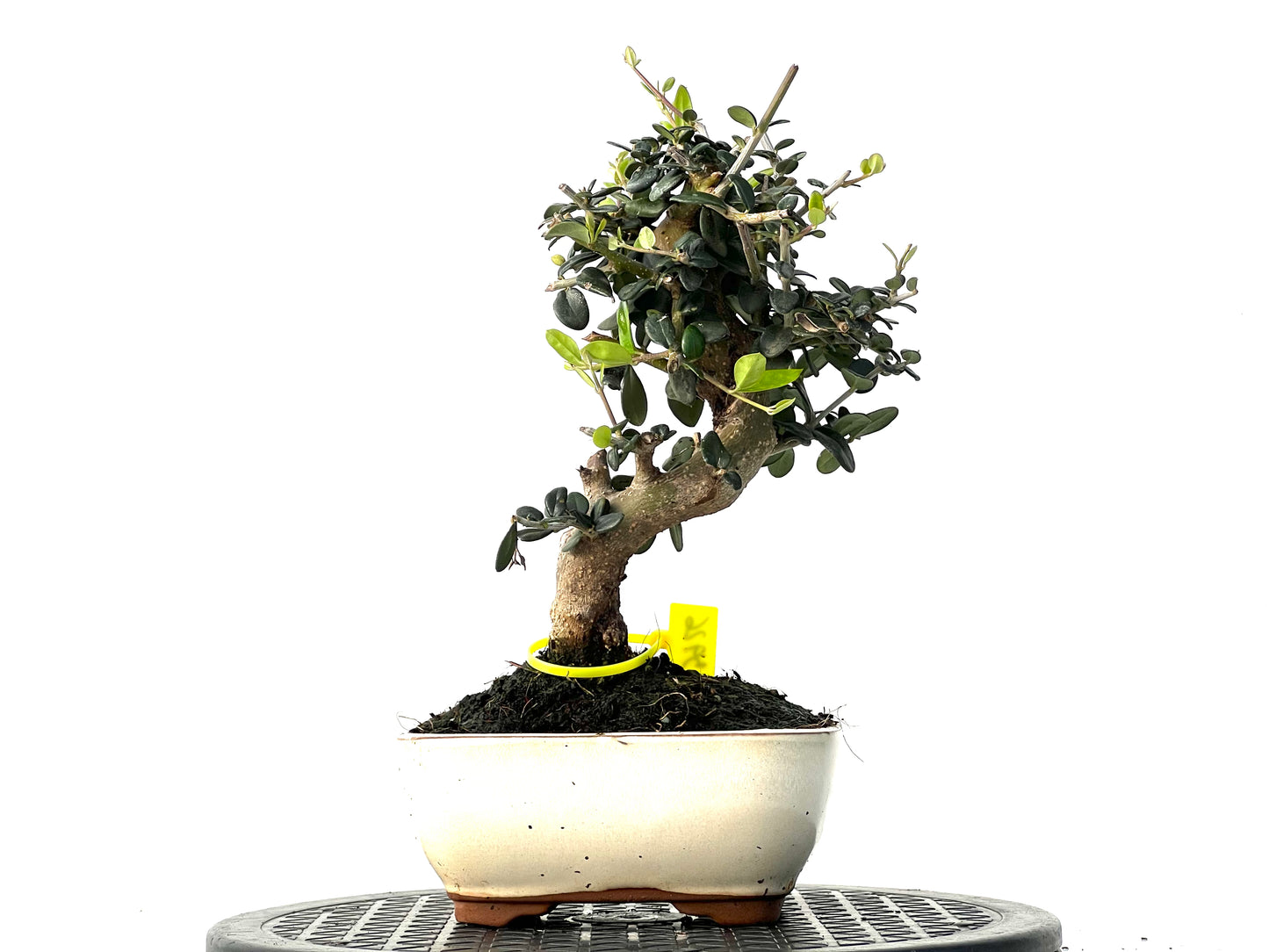Olea Europaea Sylvestris 3926