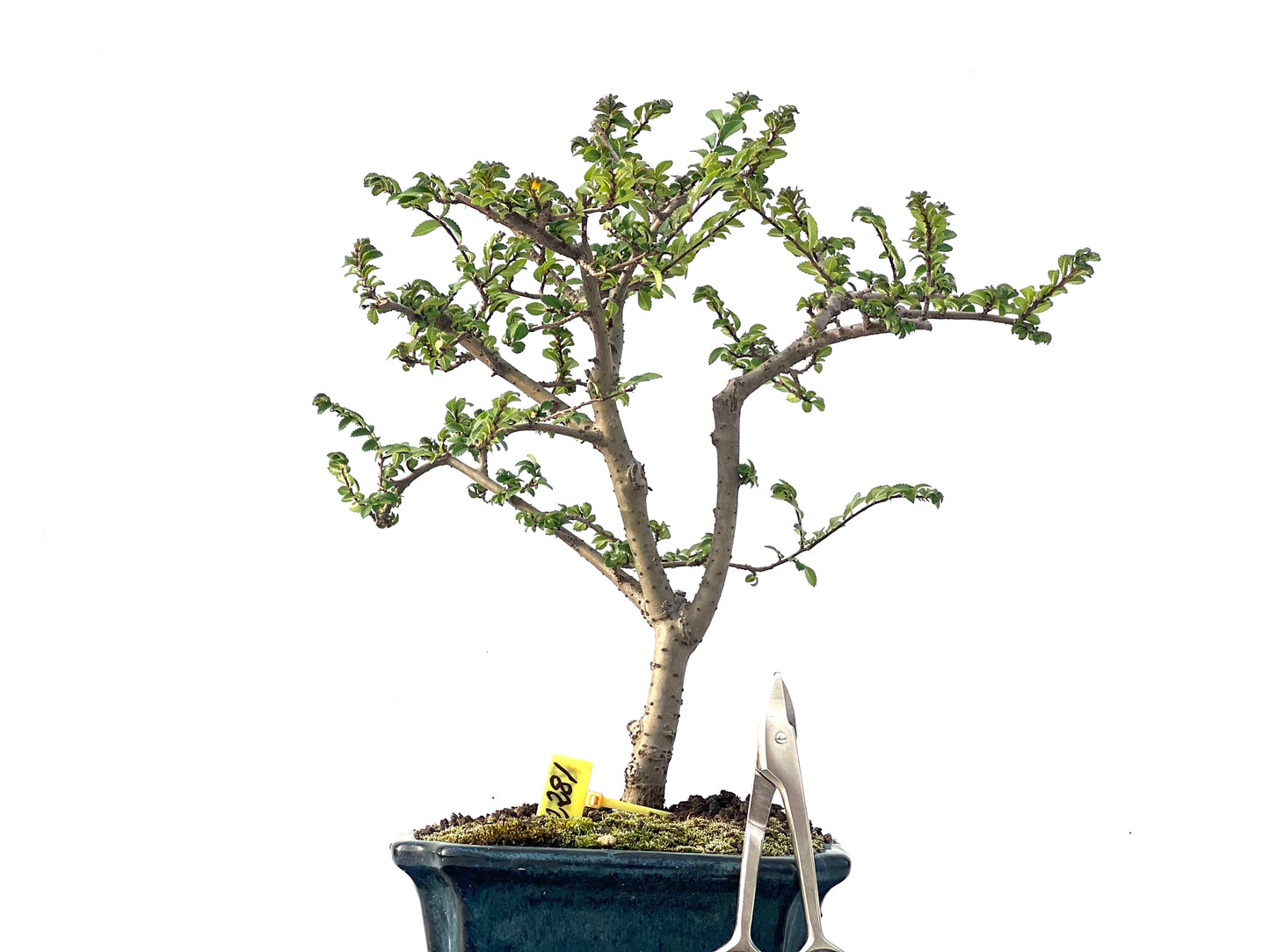 Ulmus Parvifolia 2281