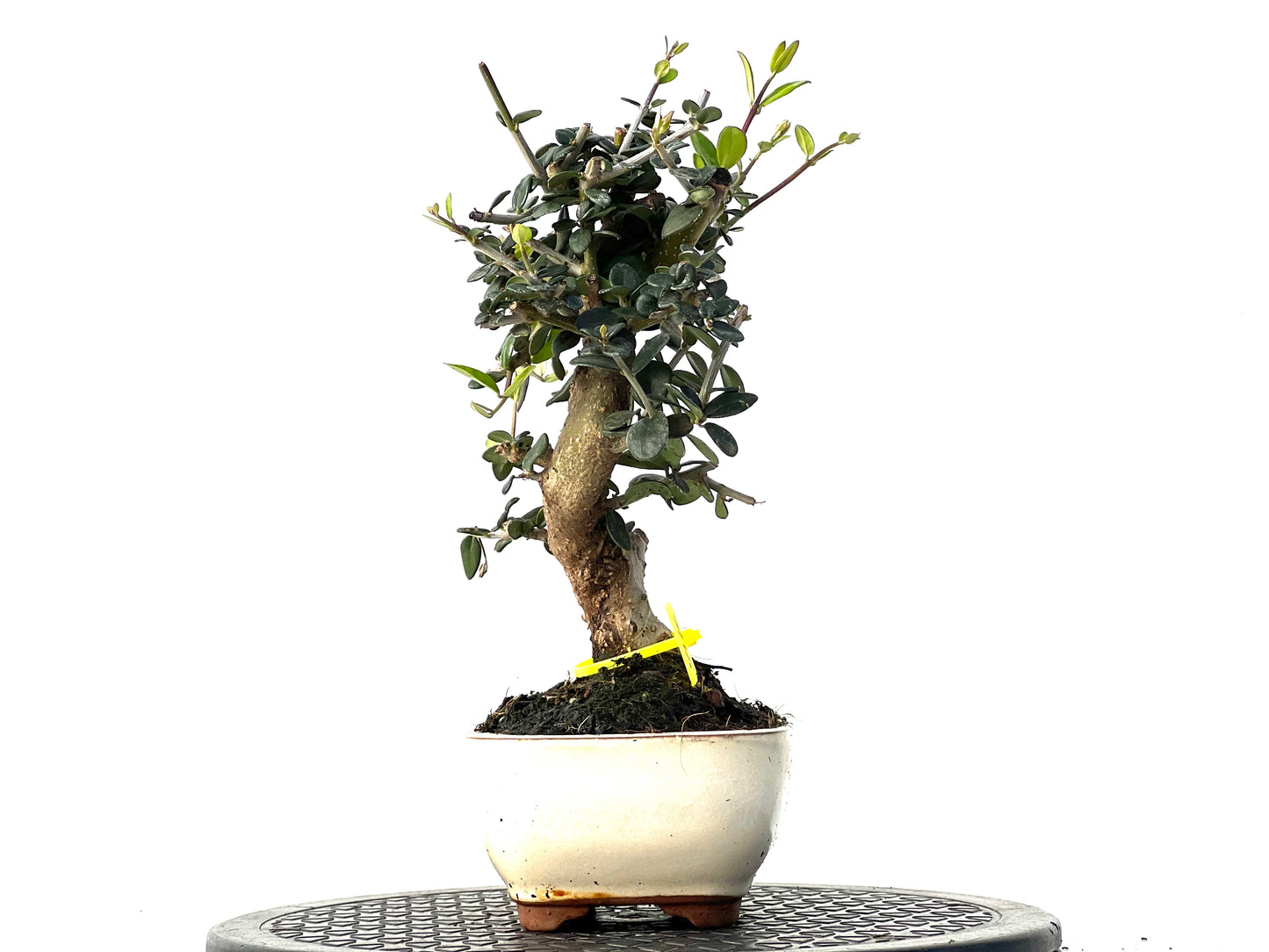 Olea Europaea Sylvestris 3926