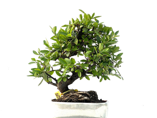 Pyracantha 2277