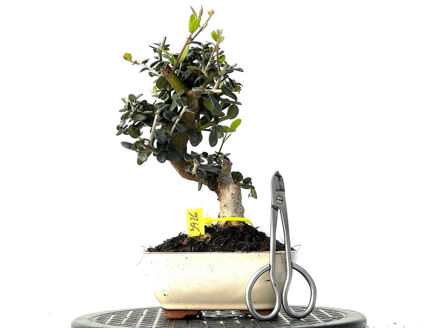 Olea Europaea Sylvestris 3926