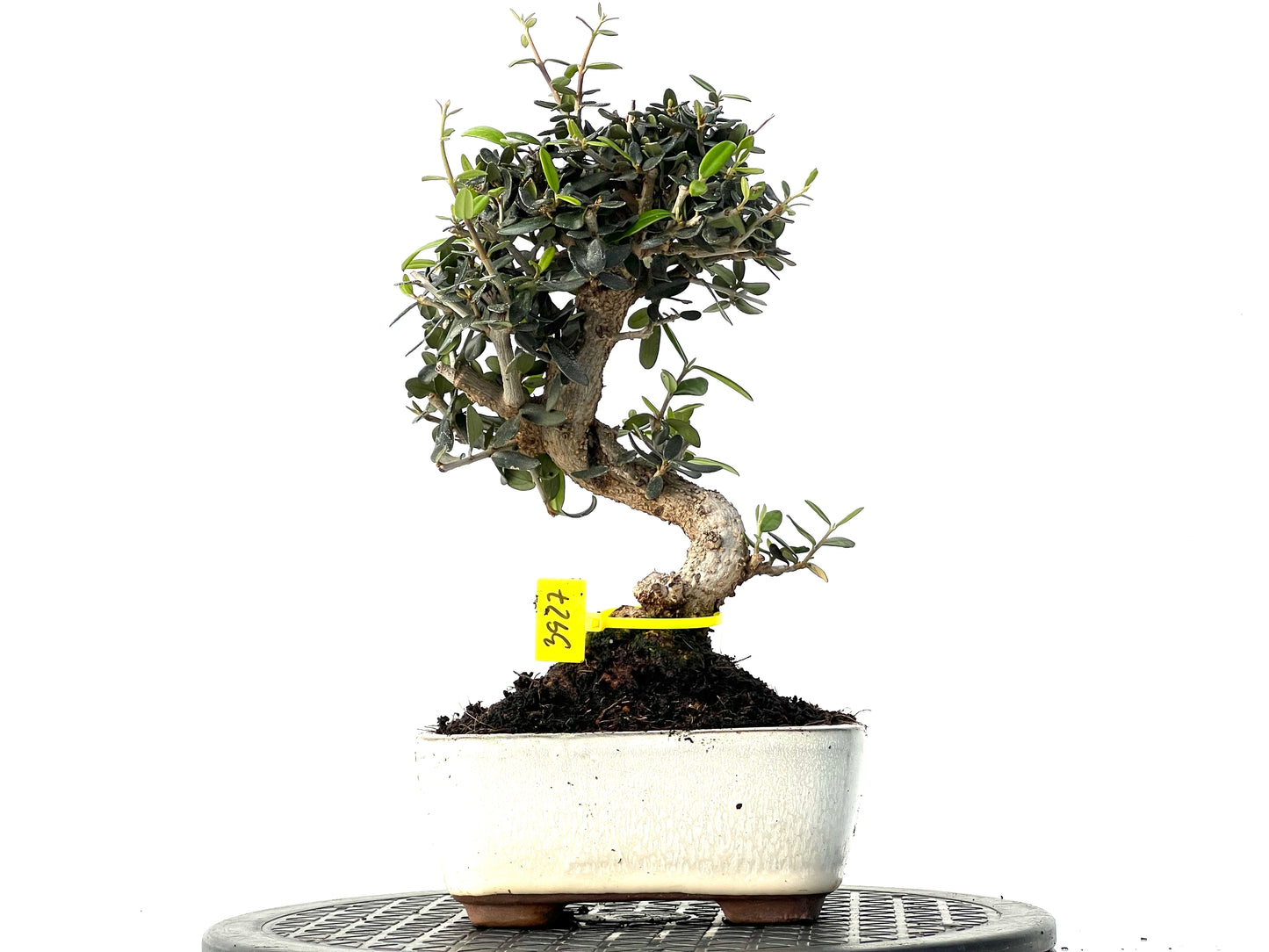 Olea Europaea Sylvestris 3927