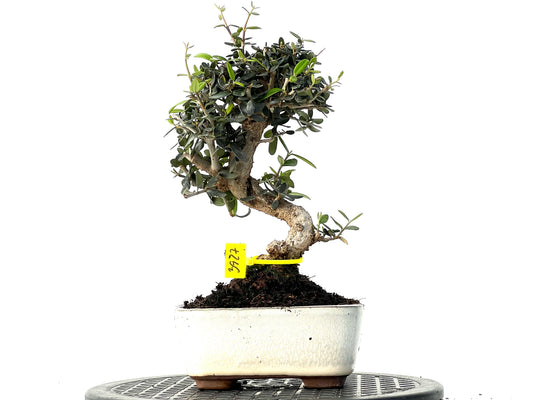 Olea Europaea Sylvestris 3927