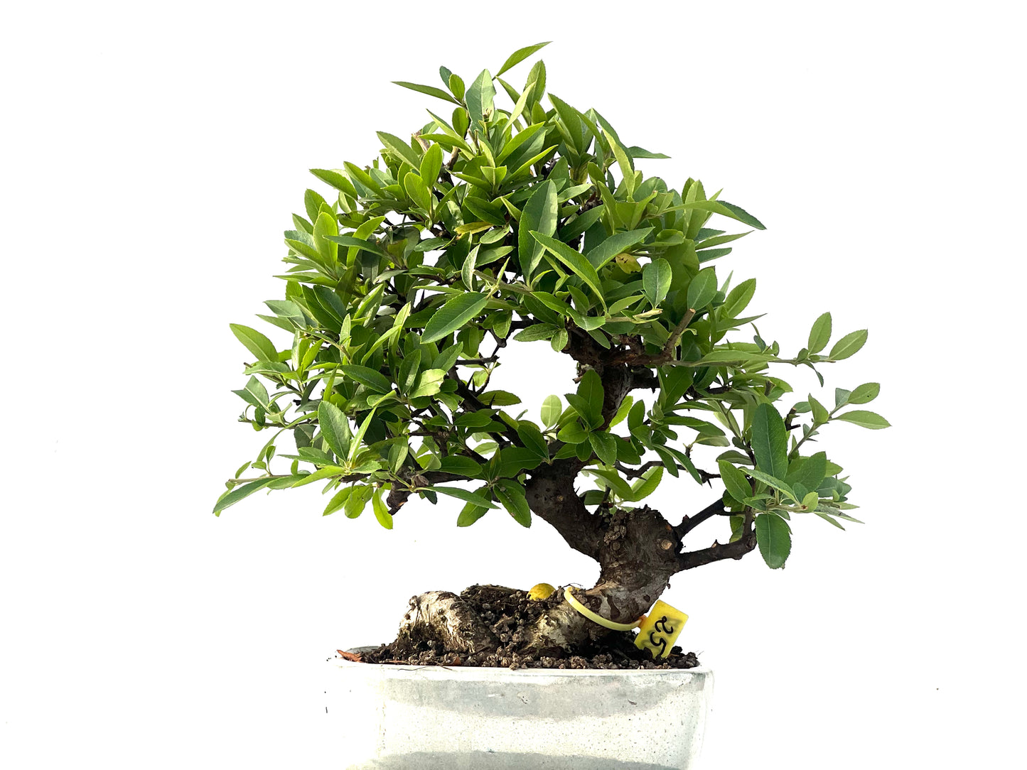 Pyracantha 2277
