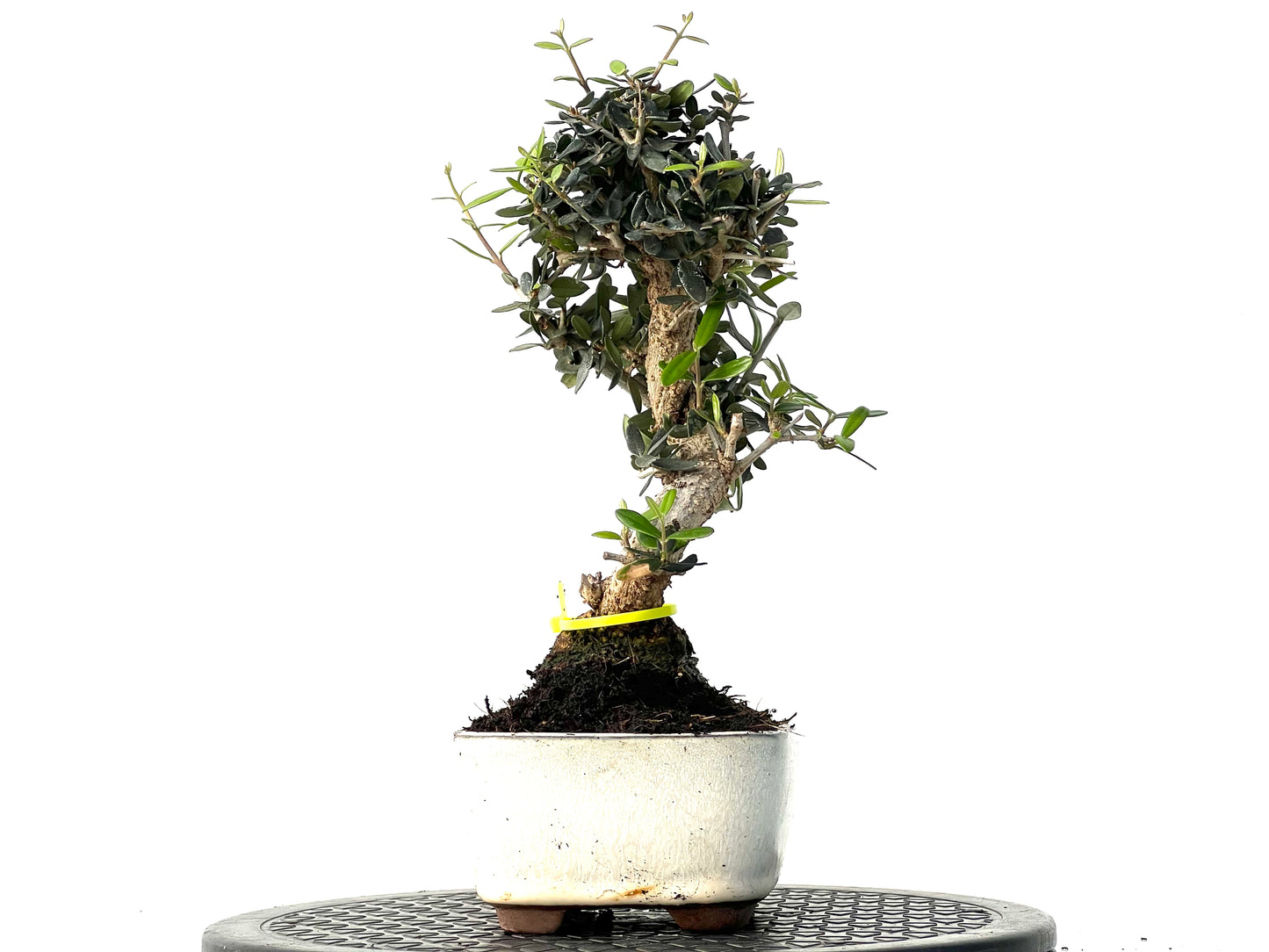 Olea Europaea Sylvestris 3927